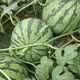 Jingxin No. 1 watermelon seeds, thin-skinned watermelon seeds, super sweet, early-maturing watermelon seeds, high-yielding farm garden watermelon seeds, Jingxin No. 1 seeds/pack, about 50 seeds, 5 packs