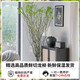 Dragon Willow Fresh Branches Hydroponic Plant Snow Willow Dried Branches with Flower Buds Willow Branches Living Room Green Plants Flowers Indoor Potted Plants Easy to Grow Chinese Style Hanging Clock Selected 5 branches of Dragon Willow 1 meter high (soaked in water to grow leaves)