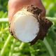 Hebei fresh white radish freshly dug sweet and crispy sand fruit radish carrot farm vegetable nutrition healthy nutrition fresh white radish 3.7-4 net weight