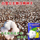 Qiuying lazy cotton cotton seeds field planting agricultural four-season high-yield spring seed seed insect-resistant cotton Snow White lazy cotton 350g original