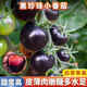 Sugar water black pearl black tomato seeds black persimmon small tomato seeds cherry tomatoes balcony potted fruit and vegetable seeds black gem tomato seeds 500 capsules/5 packs + fertilizer new seeds of the year