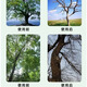 High-concentration for banyan trees in all seasons, for agricultural use on large and small trees, fast and powerful without harming the soil, 3 bottles, saving time and effort