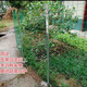Plastic coated wire mesh, steel wire mesh fence net, guardrail net, anti-rat breeding net, fish pond orchard enclosure net, rust-proof, 1.5 meters high, 6 cm holes, 30 meters long, hardened version