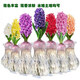 Imported hyacinth seed bulbs, large ball hydroponic office soil culture potted plants, winter cold-resistant flowering, easy to grow flowers for novices, blue pearls, circumference 16/17cm