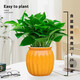 Pothos potted plants, formaldehyde-absorbing, air-purifying, hydroponic green plants, lazy flowers, easy to grow, moving gifts, best-selling 2 pots, Pothos + orange pumpkin pots self-absorbing, overall pot height 20-25cm