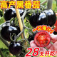 Sugar water black pearl black tomato seeds black persimmon small tomato seeds cherry tomatoes balcony potted fruit and vegetable seeds black gem tomato seeds 500 capsules/5 packs + fertilizer new seeds of the year