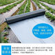 Silver and black two-color mulch film, thickened waterproof white film and black film, reflective mulch film covering weeding and moisturizing plastic film for agricultural use 10Jin Jin equals 0.5 kg 1.2 silk silver and black mulch film 0.6 meters wide
