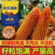 Nationally approved Qiule 368 corn seeds, ultra-dwarf, large sticks, high yield, lodging resistance, disease resistance, drought resistance, original hybrid, wide adaptability, tolerance to dense planting, resistance to lodging, resistance to high temperature, 4200 grains per bag, multiple items (++)