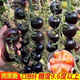 Sugar water black pearl black tomato seeds black persimmon small tomato seeds cherry tomatoes balcony potted fruit and vegetable seeds black gem tomato seeds 500 capsules/5 packs + fertilizer new seeds of the year