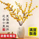 Wintersweet fresh cut flower Australian snow willow hydroponic plant indoor living room desktop New Year's Eve flower potted plant shipped with buds selected wintersweet branches 40-50 cm 4 branches + nutrient solution