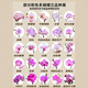 New Year's Eve Flowers Spring Festival Phalaenopsis Potted Flower Seedlings Desktop Decoration Flowers and Plants Good for All Seasons Green Plants New Year's Goods Pink Phalaenopsis with Small Resin UFO Set Pot