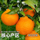 Xuji-Mandarine Authentische Sichuan-Chunjian-Mandarine Hässliche Orange Frisches Obst Schwangere Frauen Süße Orange Orange Neujahrsfest 5Jin Jin entspricht 0,5 kg Süße Frucht Einzelne Frucht 80-90 mm Nettogewicht 4,5 Jin Jin entspricht 0,5 kg