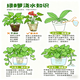 Pothos potted plants, formaldehyde-absorbing, air-purifying, hydroponic green plants, lazy flowers, easy to grow, moving gifts, best-selling 2 pots, Pothos + orange pumpkin pots self-absorbing, overall pot height 20-25cm