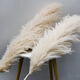Large reed dried flower pampas grass decoration wedding pampas grass wholesale natural temu Xiyin ozon brown small reed 1
