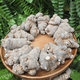 
Xiao Churen [Official Direct] Selected Panax notoginseng Yunnan Wenshan Selected Spring Panax notoginseng Authentic Tianqi Selected 15 heads and 15 without cutseng 500 grams [Medical Effect King]