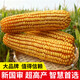 Zhangye, Gansu Wholesale high-yielding nationally approved Zhengdan 958 corn seeds, short stems, large sticks, lodging and pest resistance Zhengdan 958 nationally approved corn seeds 1Jin Jin equal to 0.5kg 1 bag