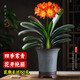 Large pot of Clivia potted plant, rare and national treasure-level flower seedlings, green plant, round-headed monk, indoor living room, easy to grow in all seasons. Large seedlings bloom in the same year. 12-14 leaves + soil. Free fertilizer.