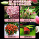 Genuine fast flowering powder phosphorus fertilizer for flower cultivation, bougainvillea, camellia potted plants, general flowering promotion, gardening home use, fast flowering powder 250g/2 bottles (free spoon)