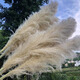 Large reed dried flower pampas grass decoration wedding pampas grass wholesale natural temu Xiyin ozon brown small reed 1