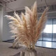 Large reed dried flower pampas grass decoration wedding pampas grass wholesale natural temu Xiyin ozon brown small reed 1