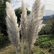 Large reed dried flower pampas grass decoration wedding pampas grass wholesale natural temu Xiyin ozon brown small reed 1