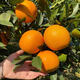 Jiangman Frische Gannan Navel-Orange direkt von der Quelle Frische süße Orangenfrüchte der Saison für schwangere Frauen Handgeschälte frische Orange 10Jin Jin entspricht 0,5 kg Von alten Bauern handgepflückt 80 mm (inklusive) - 85 mm (exklusiv) 9Jin Jin entspricht 0,5 kg