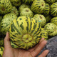 Beishu melon seeds, high sugar, early maturing, winter and spring sowing, extra large Balixiang seeds, about 30 pieces/pack