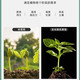 Agricultural nitrogen fertilizer small particle urea nitrogen 46% vegetable flower planting general fertilizer potted home gardening fertilizer urea 20Jin Jin equals 0.5 kg