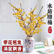 Wintersweet fresh cut flower Australian snow willow hydroponic plant indoor living room desktop New Year's Eve flower potted plant shipped with buds selected wintersweet branches 40-50 cm 4 branches + nutrient solution