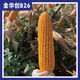 Jinhuachuang 826 new corn seed that is resistant to density, resistant to disease, lodging, rust and stable yield, 4826 grains/bag, 1 bag
