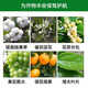 Guoguang Gibberellic Acid Citrus Grape Increases Fruit Setting Rate, Promotes Germination and Elongates Fruit Ear Growth Regulator 100ml