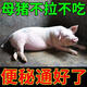 Luanci pig pulls dried feces balls, dried feces, pigs are laxative, appetizer, clears away heat and purges fire, sows are constipated before and after delivery, pigs are constipated and do not eat, 20 bags, the first choice for breeding
