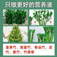 20,000 additional purchases from the entire network, Lucky Bamboo Special Nutrient Solution, Lucky Bamboo Guanyin Bamboo Hydroponic Plant Copper Money Grass Potted Lucky Bamboo Nutrient Solution 300ml 1 bottle