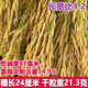 Wangyuanxing first-class rare and fragrant 11 fragrant high-yielding hybrid rice seeds, fragrant rice, high-quality long-grain rice, disease-resistant and high-yielding rice seeds, authentic first-class fragrant rice, long-grain, strong-flavor type, short stems and lodging-resistant, original and authentic, transplanting one acre of land (1 Jin Jin is equal to 0.5 kg) and free fungicide
