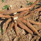 Yishenghuo authentic Guangxi Huanan No. 9 yellow-heart cassava seedlings, preferred No. 9 yellow-fleshed cassava seedlings, 11 yellow-heart cassava seedlings