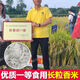 Wangyuanxing first-class rare and fragrant 11 fragrant high-yielding hybrid rice seeds, fragrant rice, high-quality long-grain rice, disease-resistant and high-yielding rice seeds, authentic first-class fragrant rice, long-grain, strong-flavor type, short stems and lodging-resistant, original and authentic, transplanting one acre of land (1 Jin Jin is equal to 0.5 kg) and free fungicide