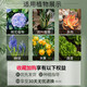 Nutrient soil for growing vegetables, organic orchids, succulents, potted plants, coconut brick soil, universal type, organic nutrient soil 60Jin Jin is equal to 0.5kg, formulated by horticulturists