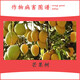 Guoguang Zhenkongfu 25% paclobutrazol regulator mango, citrus, fleshy fruit tree plant control growth and dwarfing 1000ml