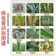 Wheat package, one spray, three preventions, wheat production increase, disease prevention, antibacterial, insecticide, anti-falling, strong seedlings, increase production package, 10-in-1 (10 acres package)