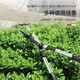 Gardening scissors, household lawn pruning, flower pruning scissors, branch pruning, hedge pruning, thick branches, garden fence scissors, large scissors, standard large blade straight blade model with free gloves