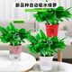 Vinoa green radish potted plants wholesale hydroponic green plant potted plants are easy to grow indoors and purify air plants green basket new house dark green flower color pot 2 pots 25 plants * crown width 25cc good with potted plants