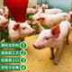 Mengniu biological fattening pig feed 0.5% core feed pig small feed pig fattening substitute premix full price feed to enlarge the skeleton Three bags of mix three thousand Jin Jin is equal to 0.5 kg -2.5 kg/bag