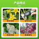 Zheng's Chemical 98% Sodium Nitrophenolate Original Powder Plant Growth Regulator Rooting and Seedling Agricultural Synergy Growth-Promoting Regulator 98% Amino Fresh Fat 10KG