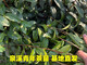 Wangyuan Xinglongjing 43 Teesetzlinge Wuniu Zaozhen Zhejiang 117 mittlerer Tee 108 mittlere gelbe und gelbe Goldknospe Anji weißer Tee grüner Teebaum Wuniu weißer Teesetzling 100 Pflanzen