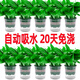 Vinoa green radish potted plants wholesale hydroponic green plant potted plants are easy to grow indoors and purify air plants green basket new house dark green flower color pot 2 pots 25 plants * crown width 25cc good with potted plants