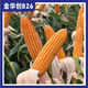 Jinhuachuang 826 new corn seed that is resistant to density, resistant to disease, lodging, rust and stable yield, 4826 grains/bag, 1 bag