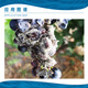 Standard Prosen 35% boscalid iprodione grape gray mold pesticide fungicide agricultural use 20g-100g 500ml