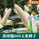Wangyuanxing corn seeds, high yield, sweet fruit seeds, extra large drought-resistant glutinous seeds, early maturing old varieties, four seasons collection, Zhenzhenbang 600 corn 40g bag