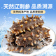 Xiaobing Sea Cucumber Fresh Ready-to-Eat Sea Cucumber Official Store Flagship Store New Year’s Gift Box Sea Cucumber Nutritious Gift for Elders 3Jin Jin equals 0.5kg (comes with ginseng and abalone juice) 7-9 pieces/Jin Jin equals 0.5kg