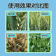 Wheat package, one spray, three preventions, wheat production increase, disease prevention, antibacterial, insecticide, anti-falling, strong seedlings, increase production package, 10-in-1 (10 acres package)